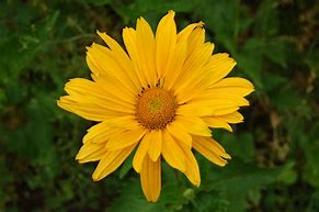 Image result for Heliopsis helianthoides Mars