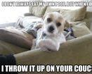 Image result for Google Search Funny Dog Memes