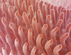 Image result for Human Villi