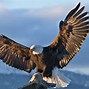 Image result for Big Eagle Wings