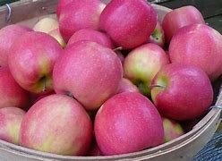 Image result for Apple's with Pink Veining