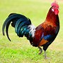 Image result for rooster