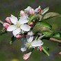 Image result for Honeycrisp Apple Tree Blossom