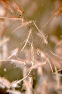 Image result for brine shrimp pic