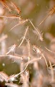 Image result for brine shrimp pic