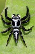 Image result for Rarest Spider in the World