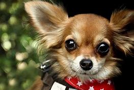 Image result for Best Dog Breed for Home