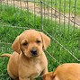 Image result for Labrador Pups