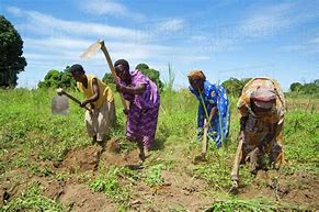 Image result for Farming in Africa