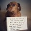 Image result for Devious Sausage Dog