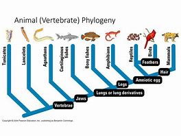 Image result for Vertebrate Evolution