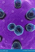 Image result for Chlamydia Under Microscope