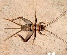 Image result for Tropical House Cricket