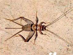 Image result for Arizona Crickets