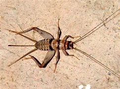 Image result for Cricket Insect in Hindi