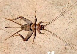 Image result for House Cricket Insect
