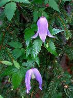 Image result for clematis_alpina