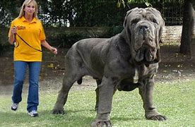 Image result for Biggest Dog Alive Today
