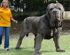 Image result for Horse in the World Biggest Dog