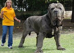 Image result for Biggest Dog Recorded