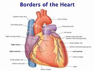 Image result for Page Borders Anatomy