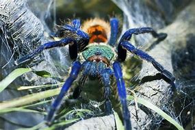 Image result for chromatopelma_cyaneopubescens