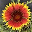 Image result for Arizona Flowers Colors
