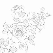 Image result for White Rose Line Art