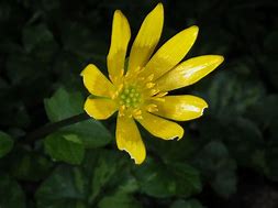 Image result for Ranunculus ficaria Aurantiacus