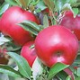 Image result for Green Apple Varieties