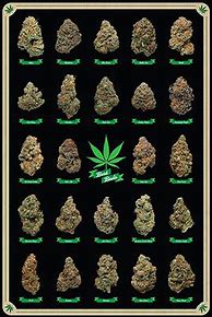 Image result for Cannabis Poster