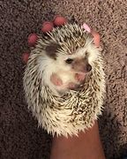 Image result for Ferret Baby Hedgehog