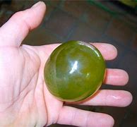 Image result for Largest Single-Celled Organism