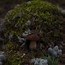 Image result for Agaric