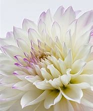 Image result for Aesthetic Purple Petals