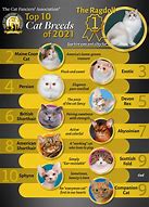 Image result for Moon Cat Breed