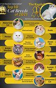 Image result for 10 Best Cat Breeds