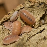 Image result for Cubaris Murina Isopod