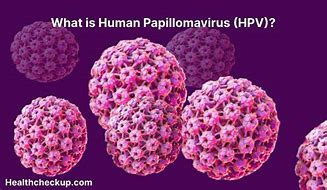 Image result for Dogs to Human Papillomavirus