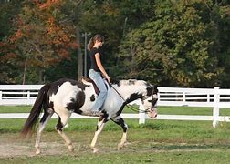Image result for Outfit When Riding a Horse