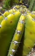 Image result for Lollipop Cactus Pups