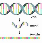 Image result for mRNA CDs