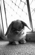 Image result for Cute Rabbit Memes
