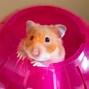 Image result for Very Small Hamsters