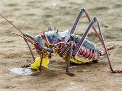 Image result for Armoured Ground Cricket