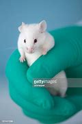 Image result for Funny Wallpapers White Mouse