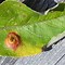 Image result for Rust On Apple Tree Leaves