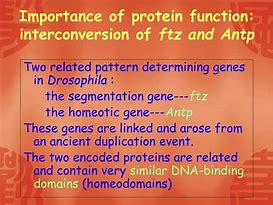 Image result for Homeotic Genes