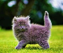 Image result for Cute Fluffy Gray Cats