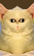 Image result for Life Is Strange Cat Photo